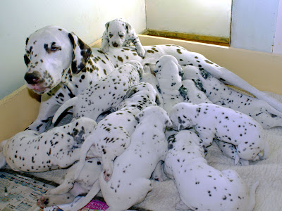 Dalmatians
