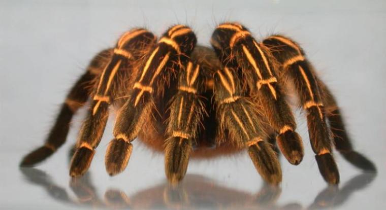 Photo Courtesy of http://www.tarantulaguide.com/